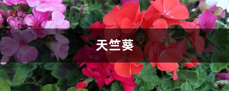 这8种天竺葵，夏天竟然疯狂开花，40度高温都不死！
