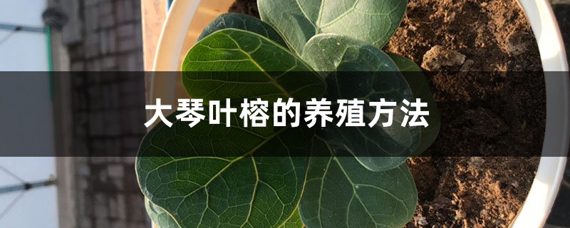 大琴叶榕的养殖方法