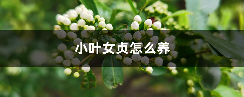 小葉女貞怎么養(yǎng)