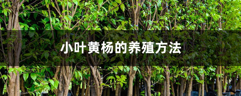 小叶黄杨的养殖方法