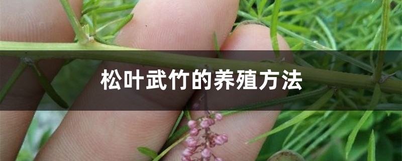 松叶武竹的养殖方法