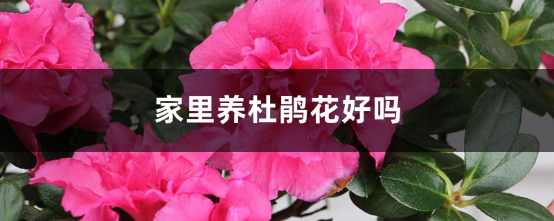 家里養(yǎng)杜鵑花好嗎