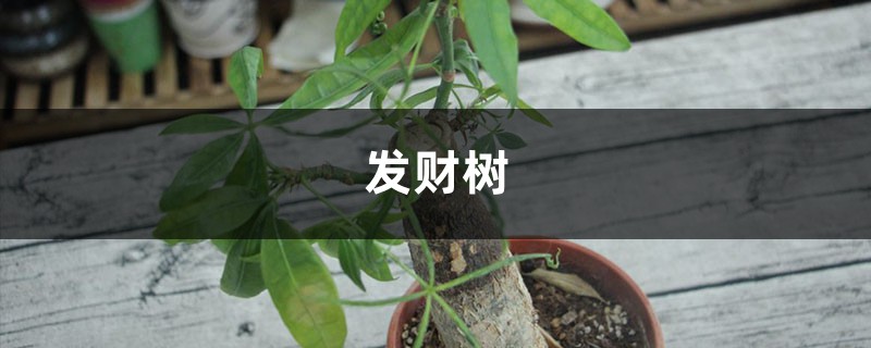 發(fā)財(cái)樹長壽···夏天就是鬼門關(guān)，再不管全得死翹翹！