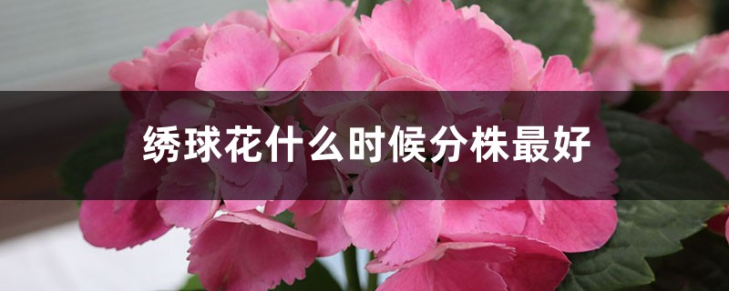 繡球花什么時候分株最好