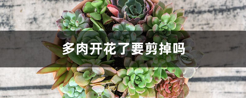 多肉開(kāi)花了要剪掉嗎