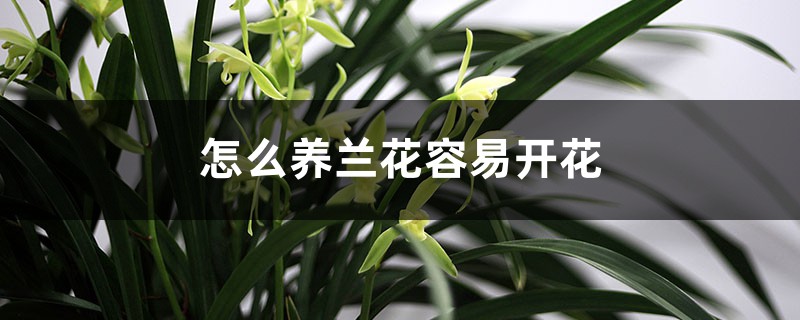 怎么養(yǎng)蘭花容易開花