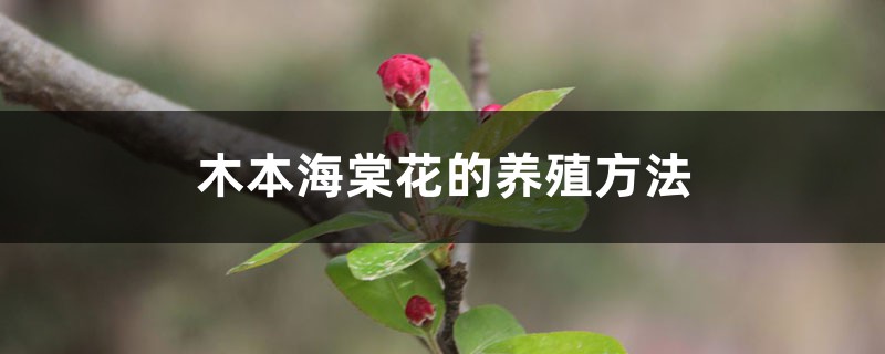 木本海棠花的养殖方法