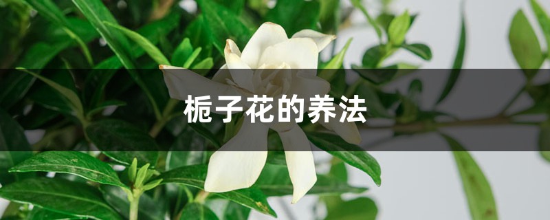 梔子花的養(yǎng)法