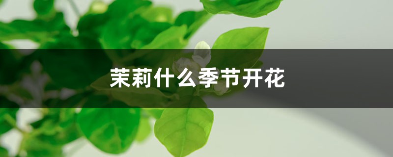 茉莉什么季節(jié)開花