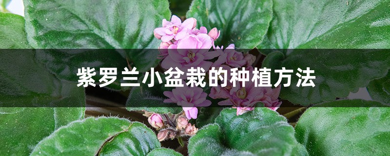 紫罗兰小盆栽的种植方法