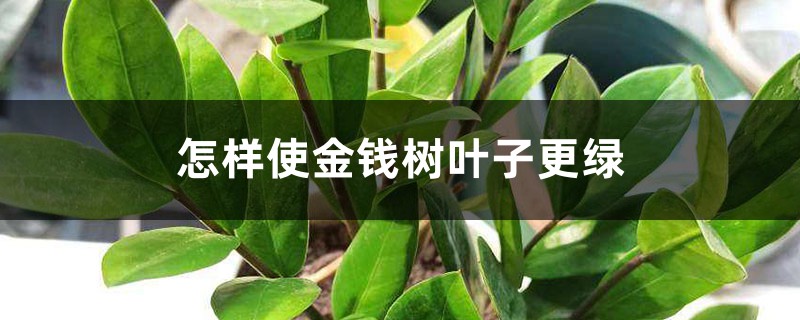 怎樣使金錢樹(shù)葉子更綠