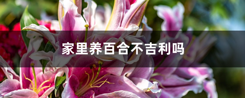 家里養(yǎng)百合不吉利嗎