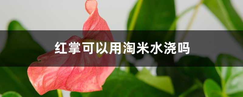 紅掌可以用淘米水澆嗎