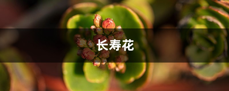 “長壽花”開滿盆并不難，勤“砍”枝頭，花開的攔不住