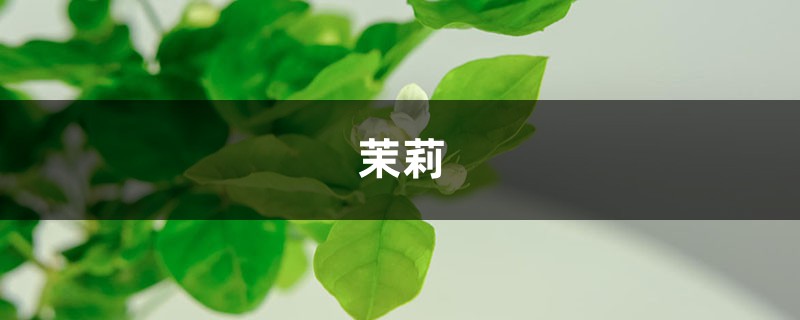 過期“零食”不要丟，隨手扔盆里，茉莉“吃”了呼呼長