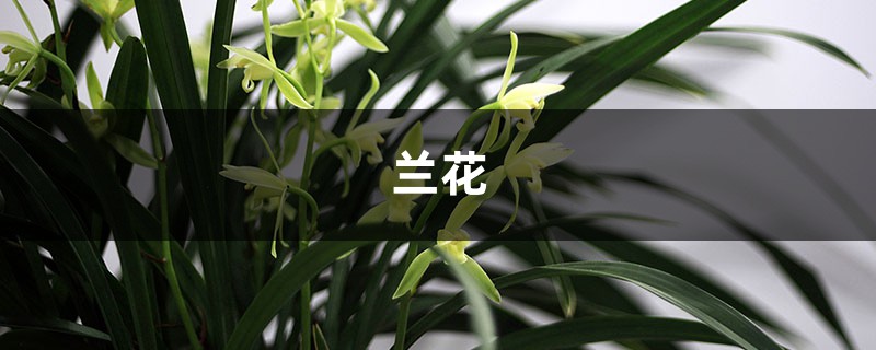 誰說蘭花不適合新手養(yǎng)，選這幾種，澆點(diǎn)水，花能開滿枝！