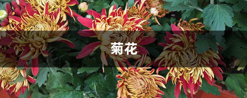 “菊花”真好養(yǎng)，集市上買回一盆，不用施肥就能活