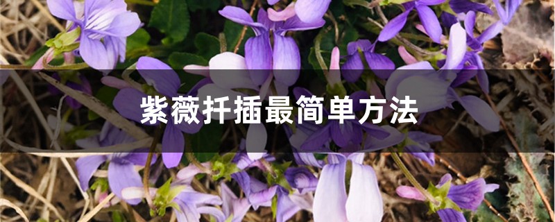 紫薇扦插最简单方法