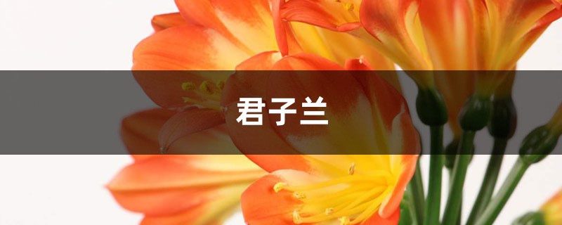 “君子蘭”養(yǎng)好了真耐看！用這3招，2個(gè)月后你家的也能冒小花