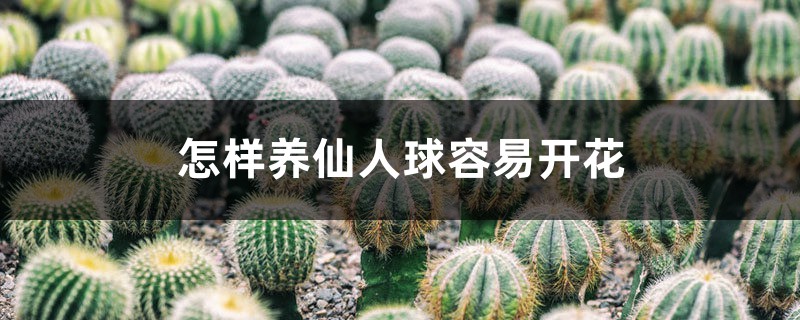 怎樣養(yǎng)仙人球容易開花