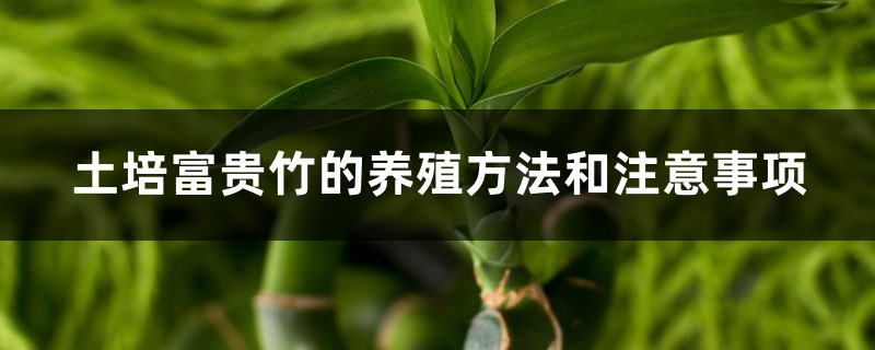 土培富贵竹的养殖方法和注意事项
