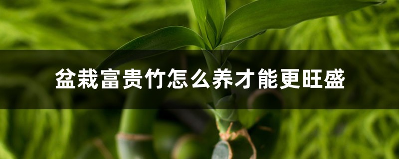 盆栽富贵竹怎么养才能更旺盛