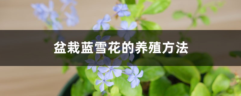 盆栽蓝雪花的养殖方法：种植、浇水、扦插和养护