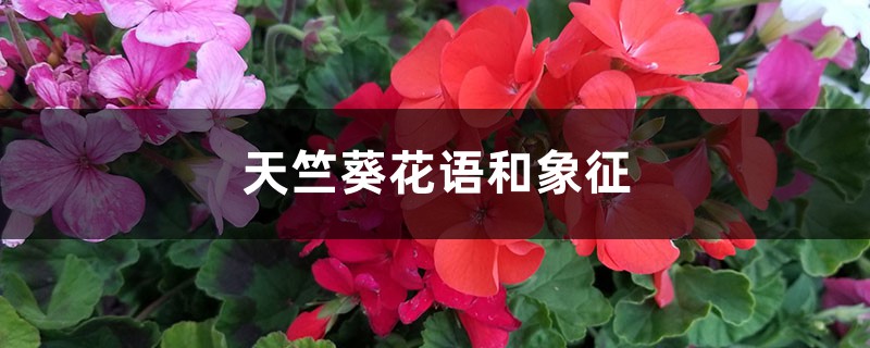 天竺葵花语和象征：白色、红色天竺葵的花语分别是什么