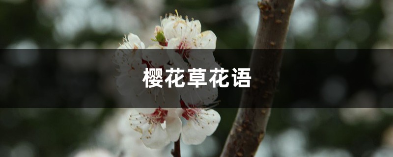 樱花草的花语是什么