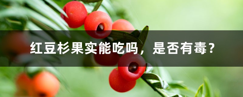 红豆杉果实能吃吗，是否有毒？