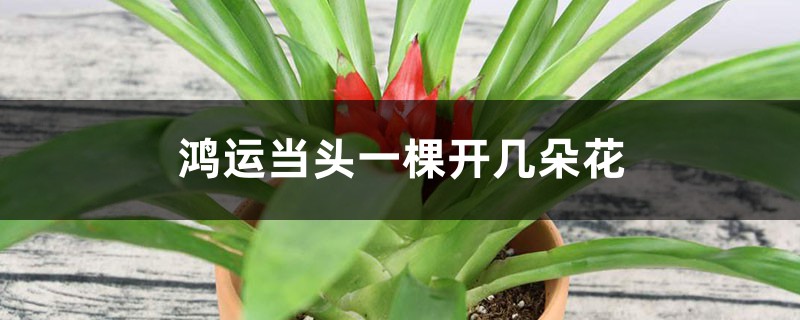 鴻運(yùn)當(dāng)頭一棵開幾朵花，一年開幾次