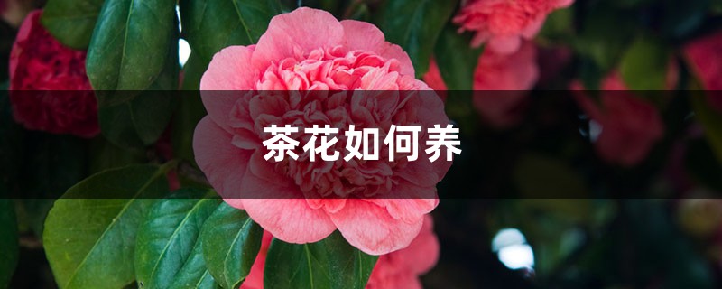 茶花如何养