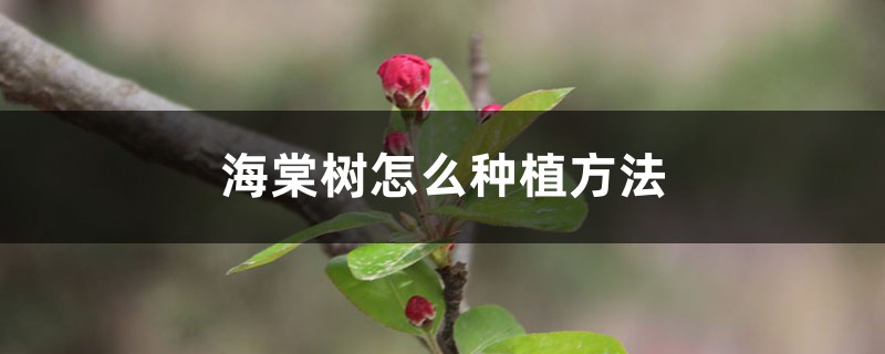 海棠树怎么种植方法