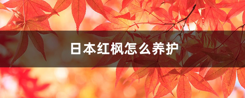 日本红枫怎么养护
