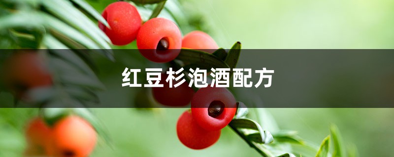 红豆杉泡酒配方