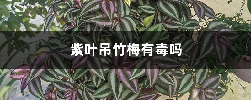 紫叶吊竹梅有毒吗，猫咪能碰吗