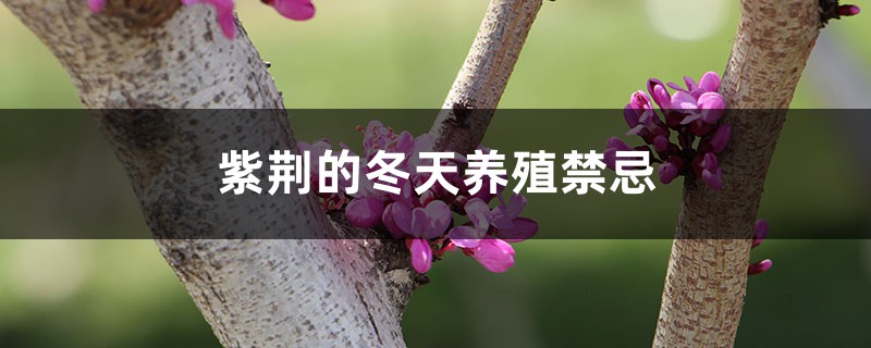 紫荆的冬天养殖禁忌