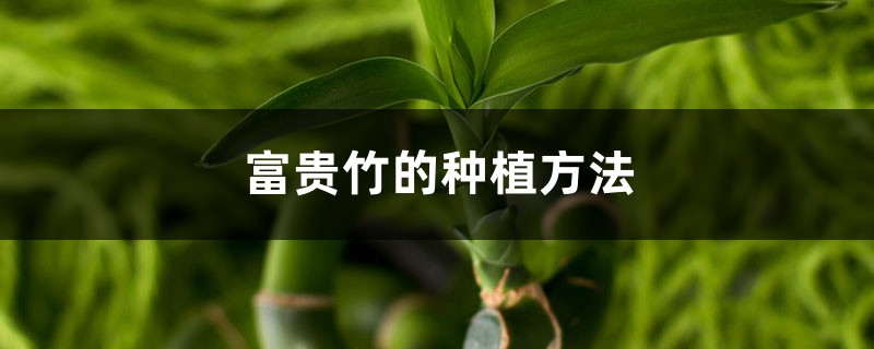 富贵竹的种植方法