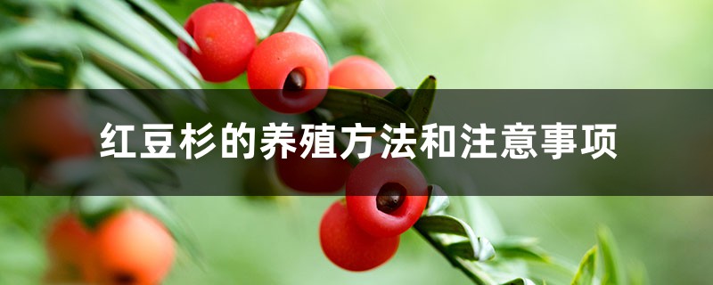 紅豆杉的養(yǎng)殖方法和注意事項(xiàng)