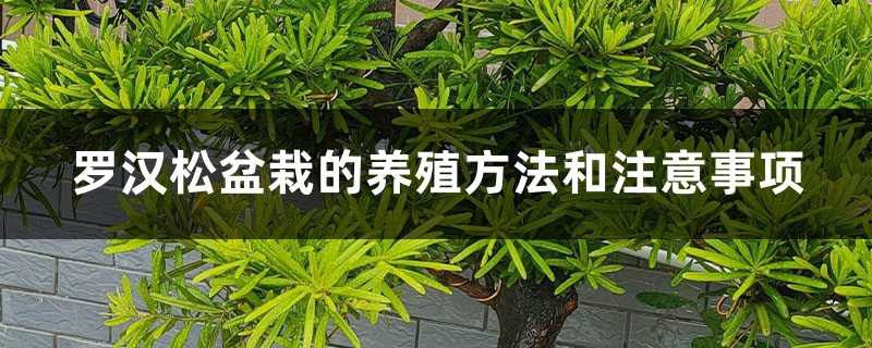 罗汉松树怎样种植视频讲解
