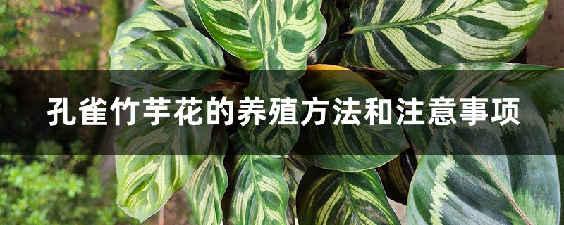 孔雀竹芋花的养殖方法和注意事项