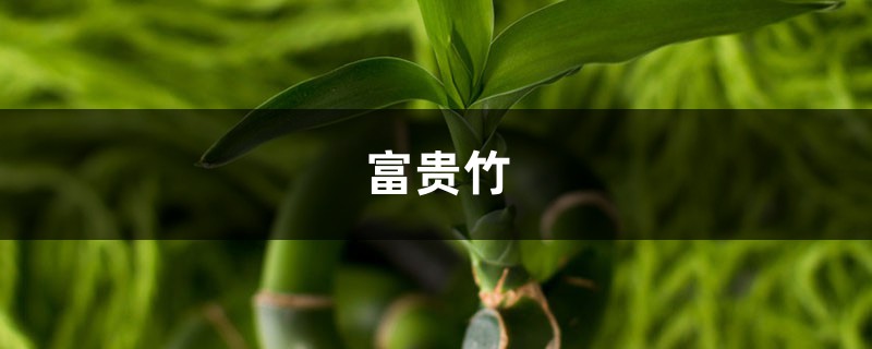 “富贵竹”常黄叶，给它喂点“它”，每次3、5滴，叶子油绿不怕黄！