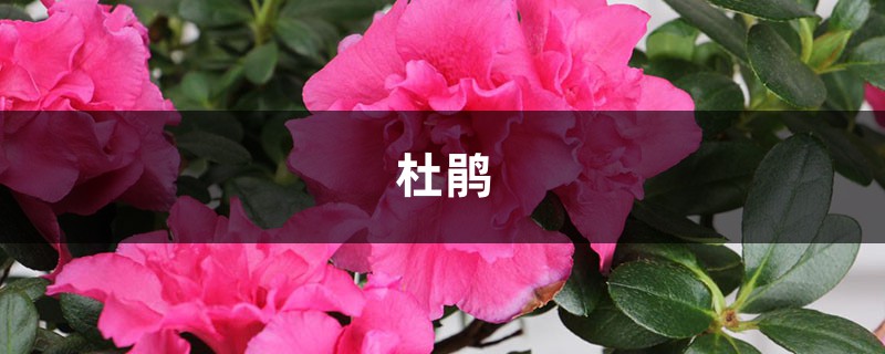 这“4种”花，开的花有巴掌大，颜色鲜艳赛杜鹃！