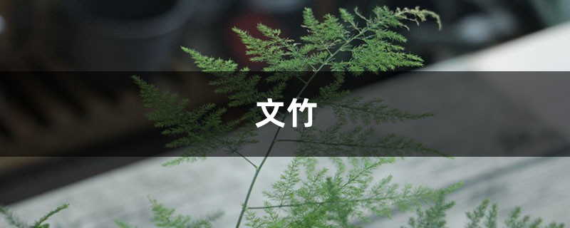 “文竹”長(zhǎng)不好？試試這種“糖水”，一月喂一勺，葉子枝繁葉茂！