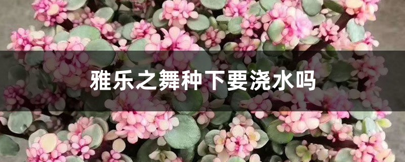 雅樂之舞種下要澆水嗎，正確的澆水方法