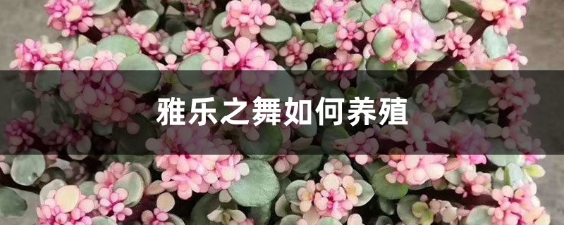 雅樂(lè)之舞如何養(yǎng)殖