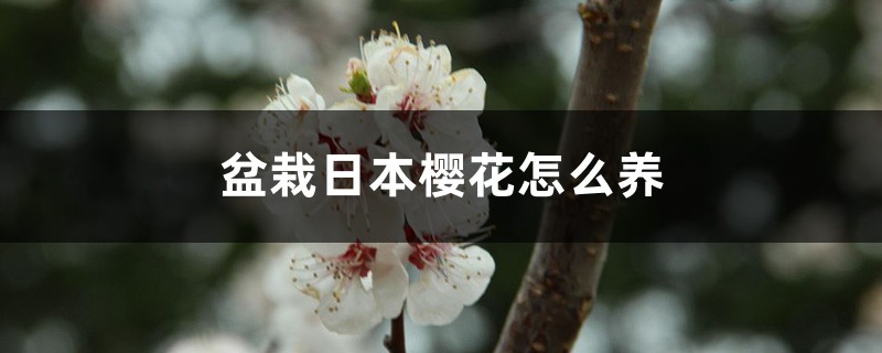 盆栽日本樱花怎么养
