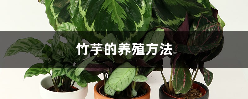竹芋的养殖方法