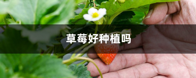 草莓种子的种植方法，几月份播种（取种和催芽）