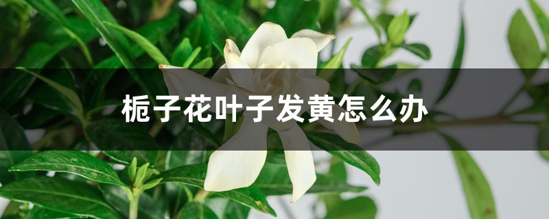 梔子花葉子發(fā)黃怎么辦